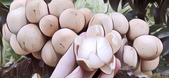 Kecil-Kecil Luar Biasa, Ini Sederet Manfaat Buah Duku untuk Kesehatan Tubuh