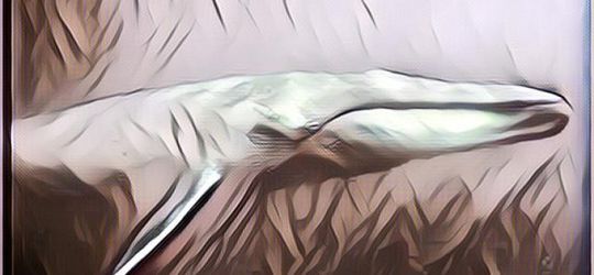 Misteri Ikan Nun yang Hidup Sampai Saat Ini