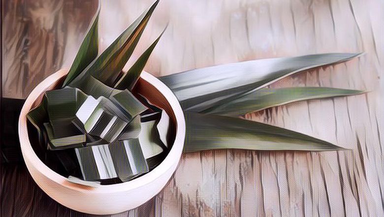 Bukan Hanya untuk Bahan Masakan, Inilah Manfaat Daun Pandan bagi Kesehatan