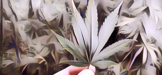 Warga Thailand Bebas Tanam Ganja Sendiri di Rumah, Apakah Indonesia Akan Mengikuti Jejak Thailand?