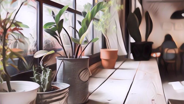 10 Tanaman Hias yang Punya Fungsi Lain Menyaring Polusi Udara, Cocok Diletakkan di Dalam Rumah