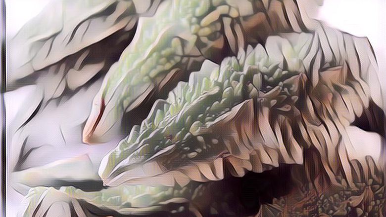 Si Pahit Jus Pare yang Ternyata Bagus Untuk Diet