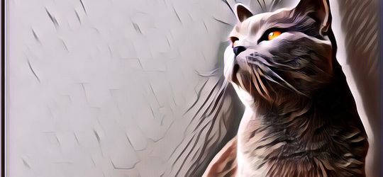 Pecinta Kucing Kumpul! Ternyata Ini Lho Fakta Kucing Busok Asal Madura yang Mendunia