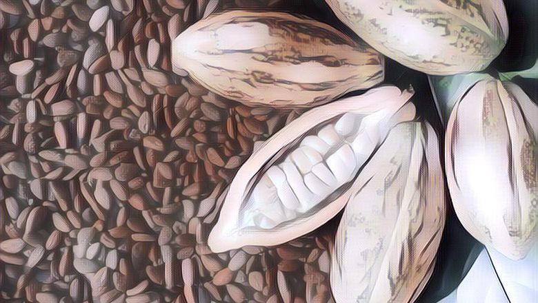 Terdengar Mirip, Sebenarnya Apa Si Perbedaan Cocoa dan Cacao?