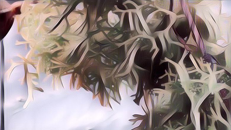 5 Manfaat Rumput Laut untuk Kecantikan, Bisa Atasi Jerawat Lho!