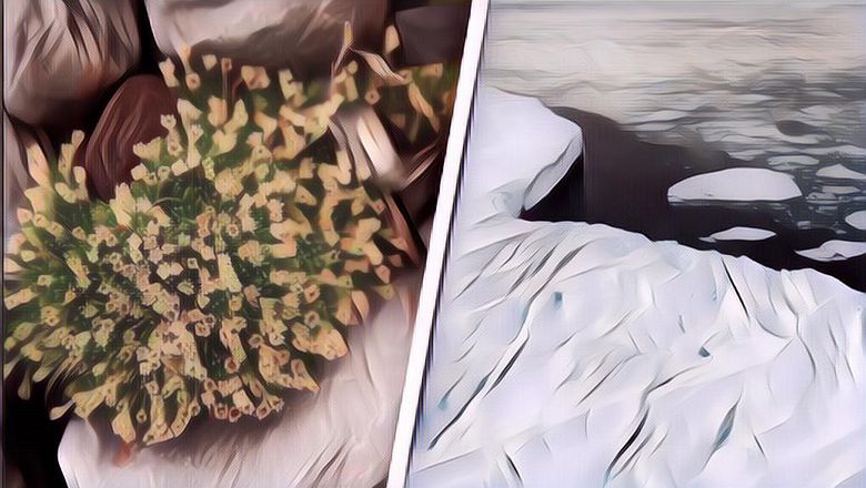 Di Antartika Muncul Bunga Bermekaran, Ilmuwan: Ini Tanda Bahaya!