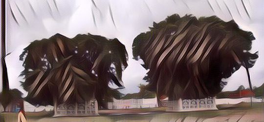 Mitos Pohon Beringin Alun-alun Kidul Yogyakarta, Benarkah Pintu Gerbang Menuju Pantai Selatan?