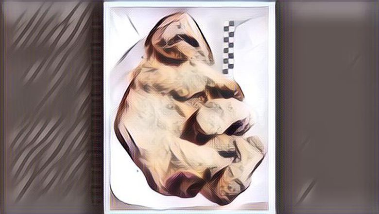 Begini Penampakan Anak Singa Berusia 28.000 Tahun