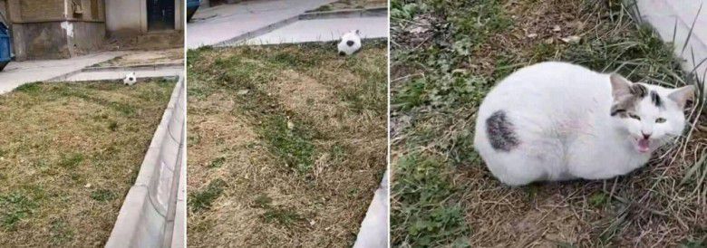 3. Kirain bola, eh ternyata si meong. Untung nggak ditendang!