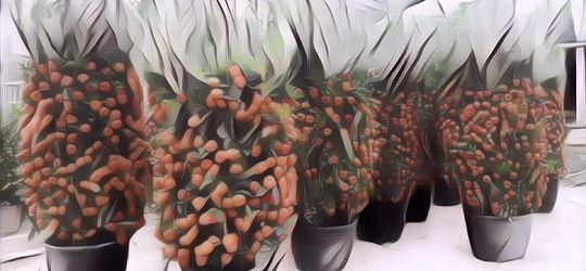 Tanaman-tanaman Ini Bisa Datangi Rezeki Penghuni Jika Ditanam di Rumah