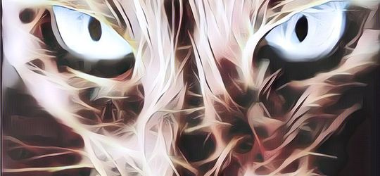 Sayembara Rp34.7 Juta Buat Pelaku Video Viral Pembakaran Kucing