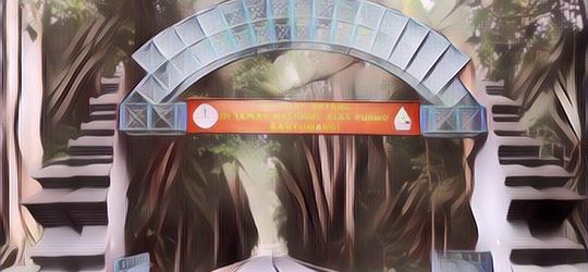 Bikin Merinding, Ini Alasan Alas Purwo Nggak Boleh Dikunjungi Sembarang Orang