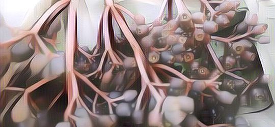 Buah Parijoto Ampuh Atasi Masalah Kesuburan, Kece Nih!