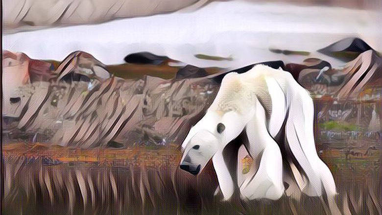 Krisis Iklim Itu Nyata, Beruang Kutub Terancam Punah Karena Es Terus Mencair