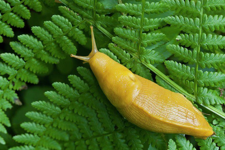 5. Banana slug