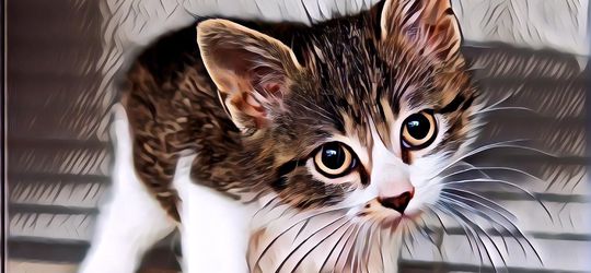 Video Pria Pemakan Anak Kucing Hidup-Hidup Kabarnya Penganut Ajaran Hitam