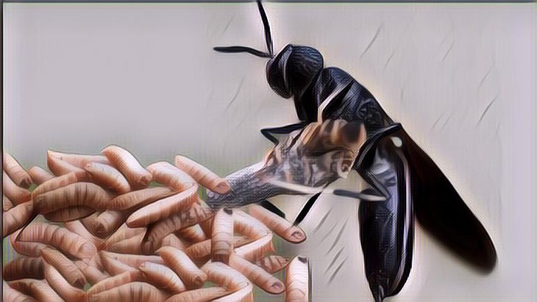 Memanfaatkan Maggot untuk Mengompos Sampah Organik, Bagaimana Caranya?