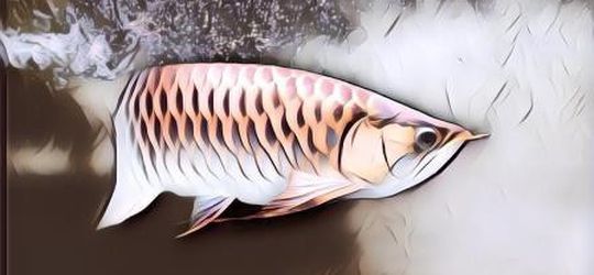 Meski Sekarang Mahal Harganya Ikan Arwana Pernah jadi Ikan Terbuang