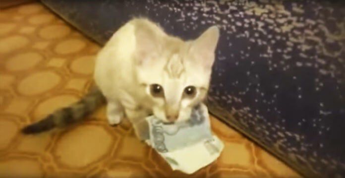 1. Kucing yang mencuri uang