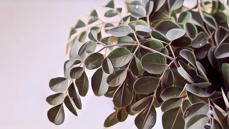 Kaya Akan Nutrisi! Berikut Manfaat Daun Kelor untuk Kesehatan