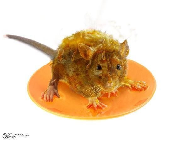 2. Menjebak tikus dengan madu