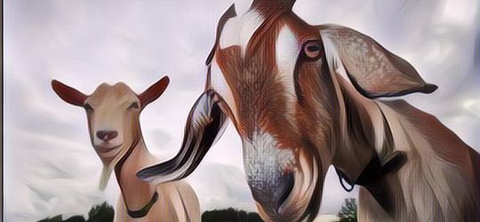 Resep Kambing Enak: Jadikan Hari Raya Kurbanmu Berwarna dan Nggak Ngebosenin