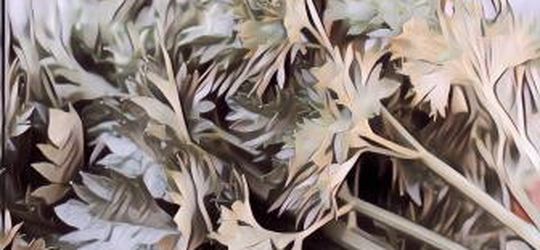 5 Resep Perawatan Berbahan Seledri untuk Kecantikan dan Kesehatan