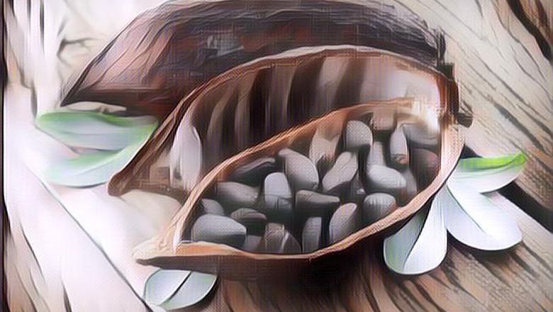 Sebelum Jadi Camilan Manis Kesukaan Semua Orang, Tanaman Coklat Ternyata Berasal dari Amerika Selatan dan Digunakan Sebagai Minuman Obat