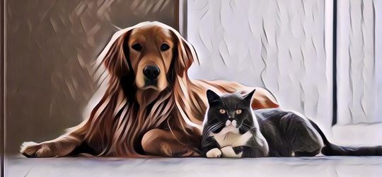 Fakta Terbaru tentang Anjing dan Kucing