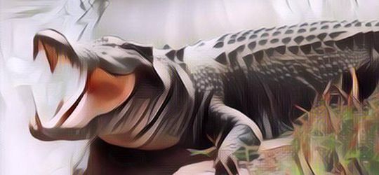 Sepatu Model Buaya Jadi Tren di Media Sosial, Pas Dipakai Bikin Ngakak