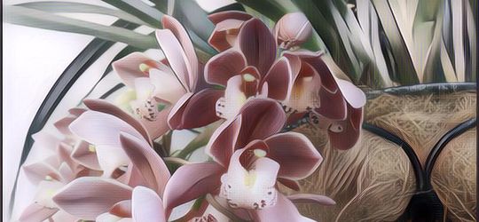 Bukan Tanah, Ini Media Tanam Anggrek Terbaik