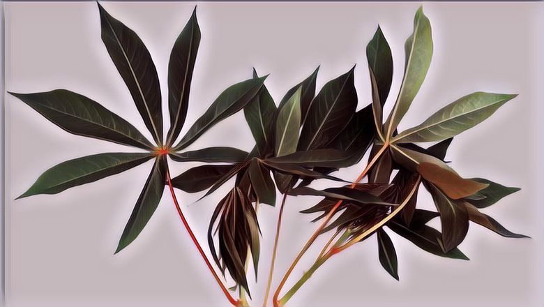 Ternyata Kandungan Nutrisi Daun Singkong Luar Biasa! Cocok Banget untuk Asupan Sayur Ibu Hamil dan Menyusui