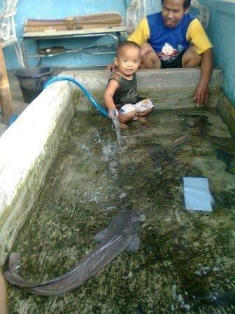  Kolam renang disulap jadi kolam lele