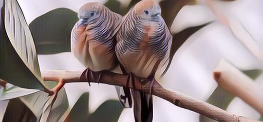 3 Mitos Burung Perkutut di Masyarakat Jawa yang Masih Banyak Dipercaya