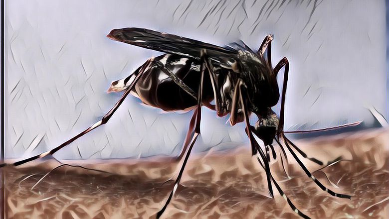 Waspada Efek Samping Obat Nyamuk, Mending Pakai Bumbu Dapur Ini Aja!