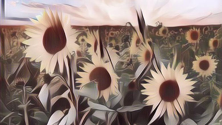 Kebun Bunga Matahari Paling Hits, Kalian Wajib Datang