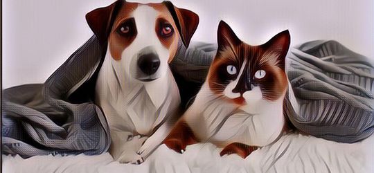 Ini Lho Penjelasan Kenapa Anjing dan Kucing Gak Pernah Bisa Akur