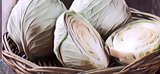 Tinggi Serat Hingga Lawan Kanker, Ini Sederet Manfaat Kubis untuk Kesehatan