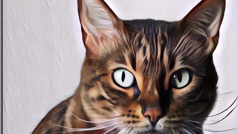 5 Ras Kucing Paling Mahal di Dunia? Kata Siapa? Murah Keles...