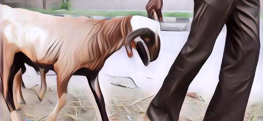 Mungkin Inilah 8 Orang Paling Gila yang Perkosa Seekor Kambing Sampe Tewas! Para Pelaku Diyakini Punya Kelainan Seksual