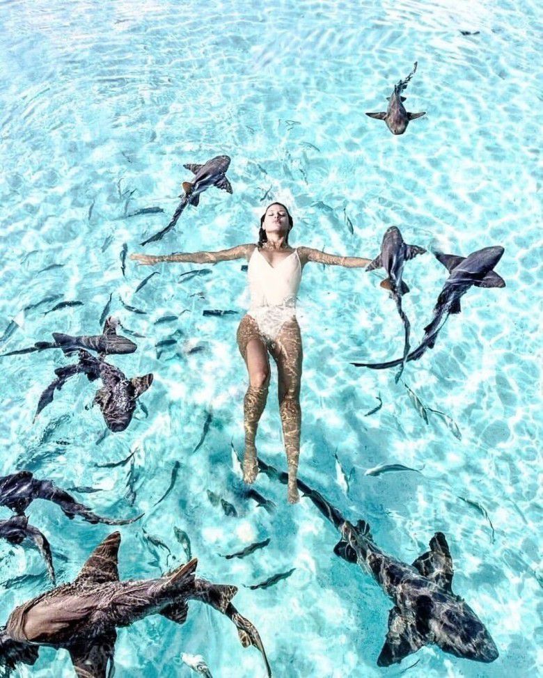 3.	Bermalam Dengan Hiu 