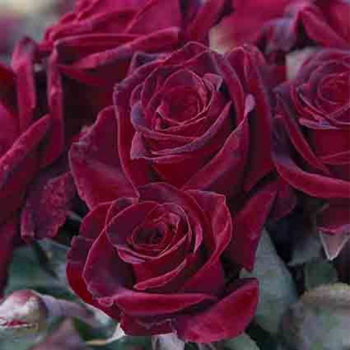 #3 Mawar baccara hitam