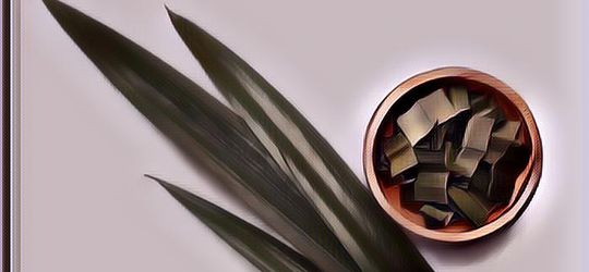 Manfaat Daun Pandan untuk Kesehatan yang Jarang Disadari Banyak Orang