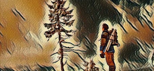 Old Tjikko, Pohon Abadi yang Usianya Hampir 10 Milenium!