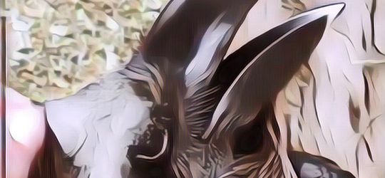 Netizen Dibikin Bingung dan Berdebat tentang Video Ini, Kelinci atau Gagak Sih?