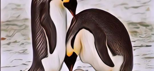 Apa Alasan Pinguin Suka Bertelur di Tempat yang Dingin?