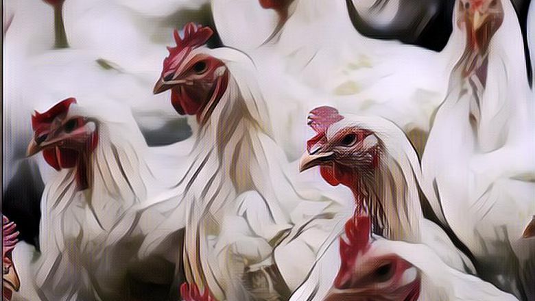 Bahaya Makan Daging Ayam Setengah Matang, Ini Dampaknya Buat Kesehatan