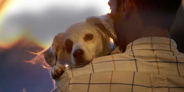 3. Punya Hewan Peliharaan