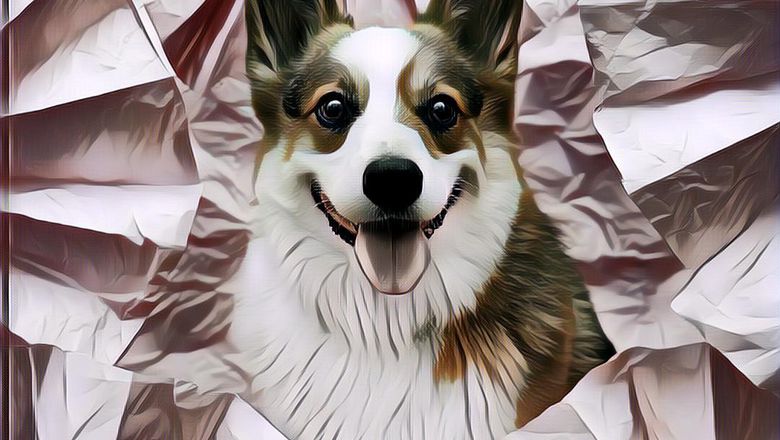 Berdansa Bersama Seekor Corgi