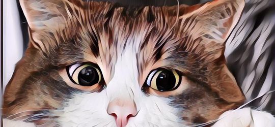 5 Pelajaran Hidup yang Bisa Kamu Dapat dari Kucing... Penasaran?